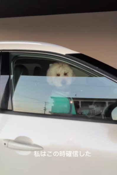 じっとこちらを見ている…