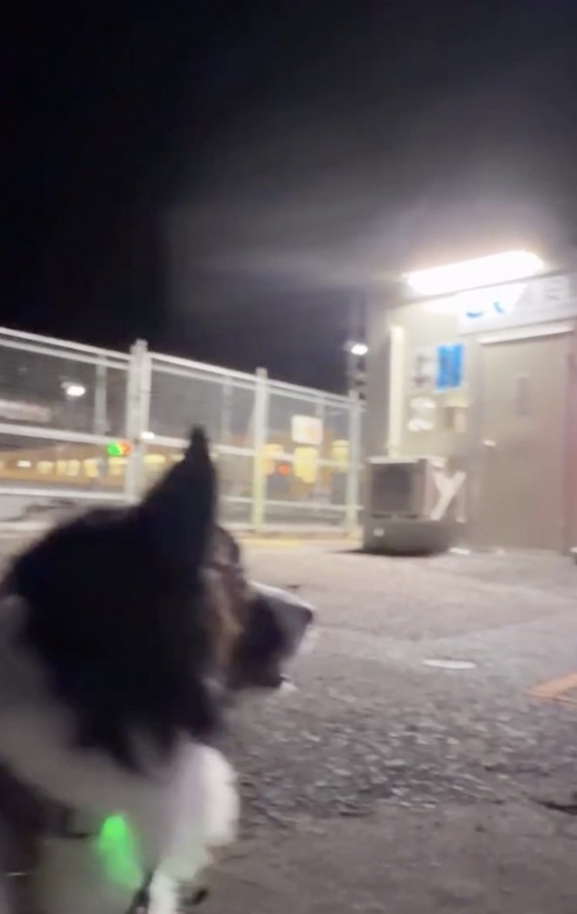 キョロキョロ…