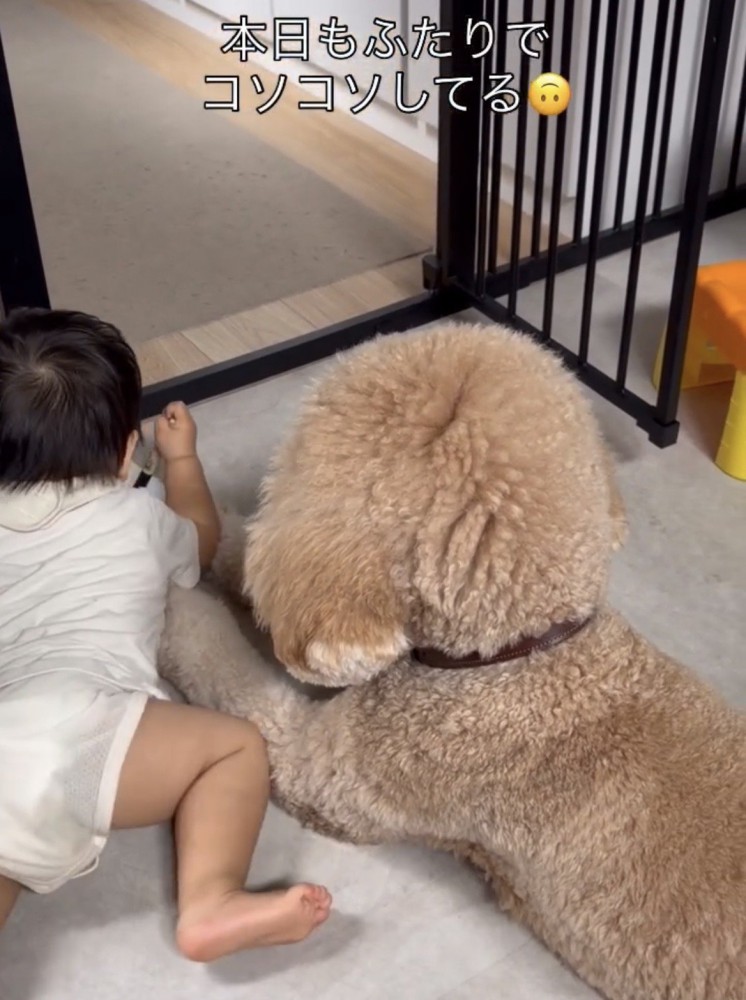 ぴったり並んで伏せる男の子と犬