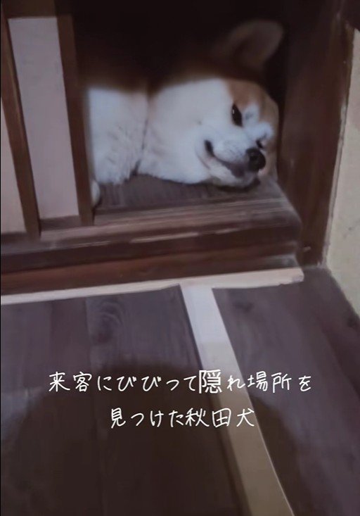 お客さんが来た時のひめちゃん5