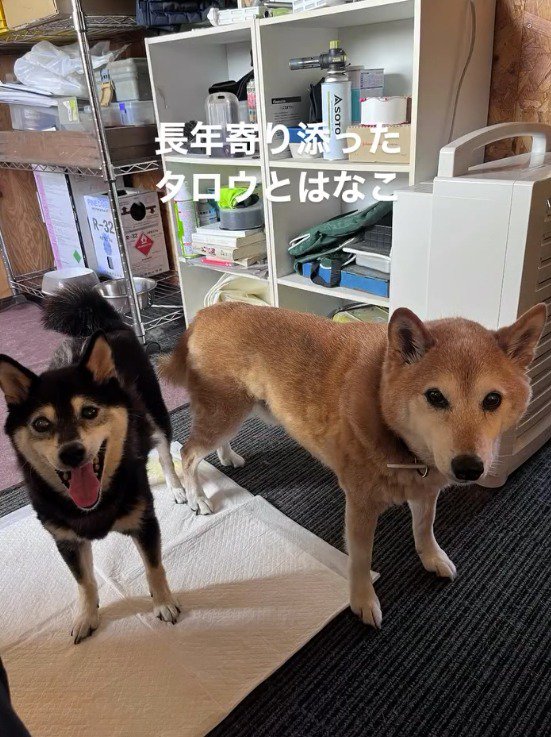 隣に並んでカメラを見つめる黒い犬と茶色い犬
