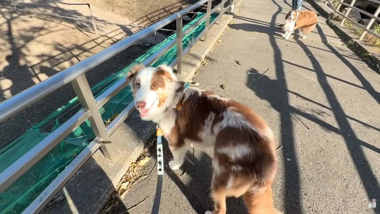 帰りたくないガルチェロくん