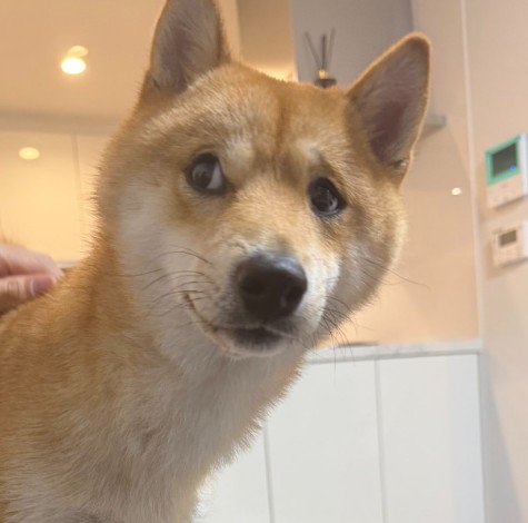 まるで人間みたいな表情♪