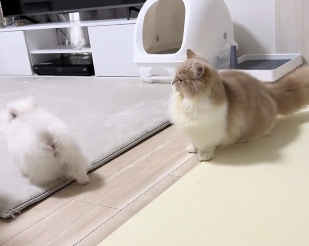 歩き出す犬を見送る猫