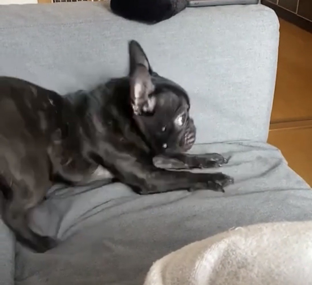 とっさに動く犬