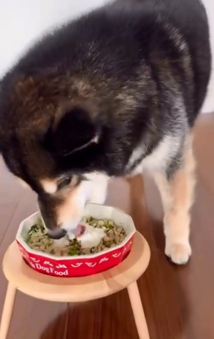 ご飯を食べるももちゃん