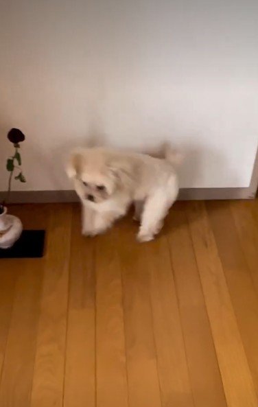 クルクル回りながら大喜び！