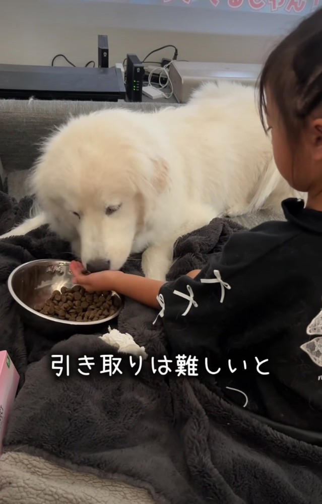 ご飯を食べる犬