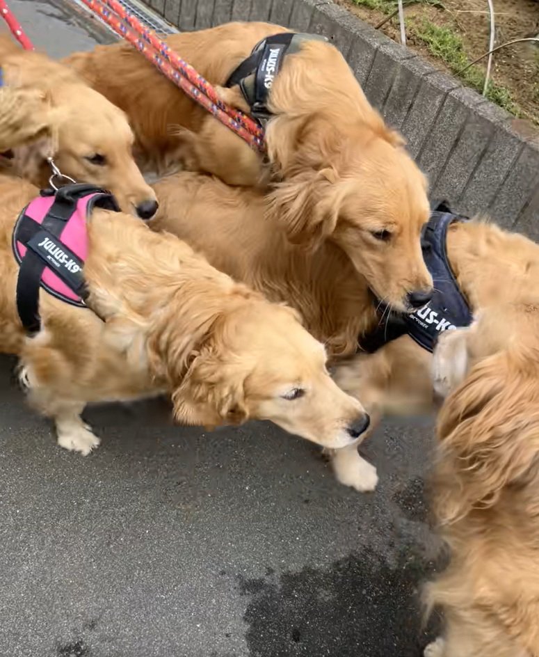 先輩犬に駆け寄るわんこたち