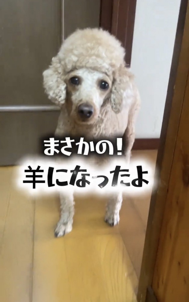 こちらを見つめる犬
