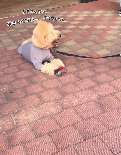 「もう歩きたくない！」