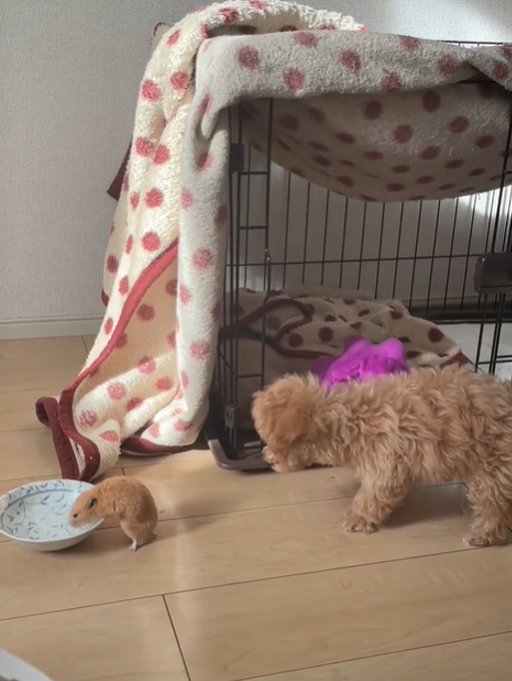 水を飲むハムスターと首を伸ばす犬2