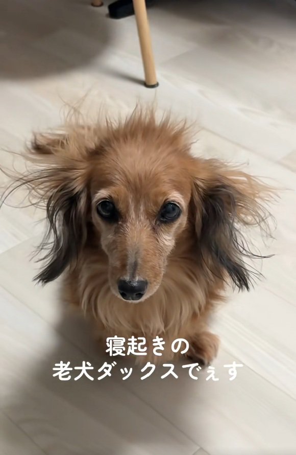 寝ぐせがひどいティナちゃん1