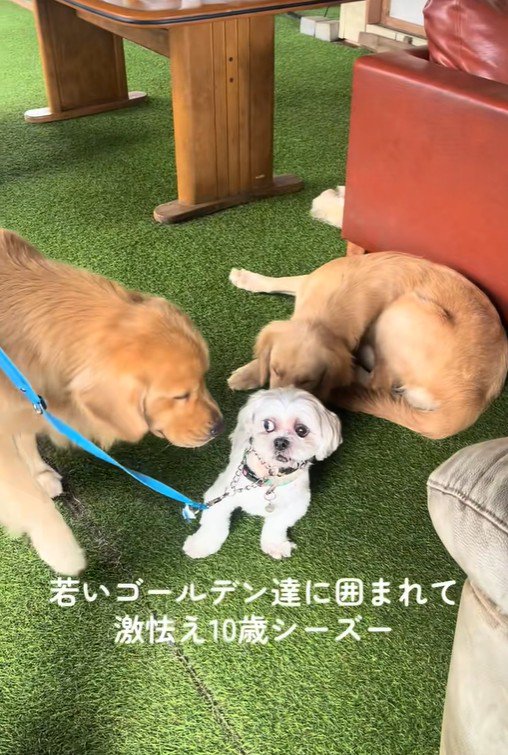 大型犬に囲まれたしろ君3