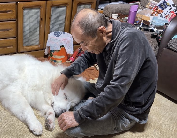 頭を撫でてもらう犬