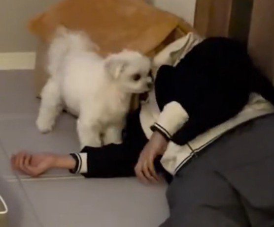 腕の力が抜けた飼い主を見つめる犬