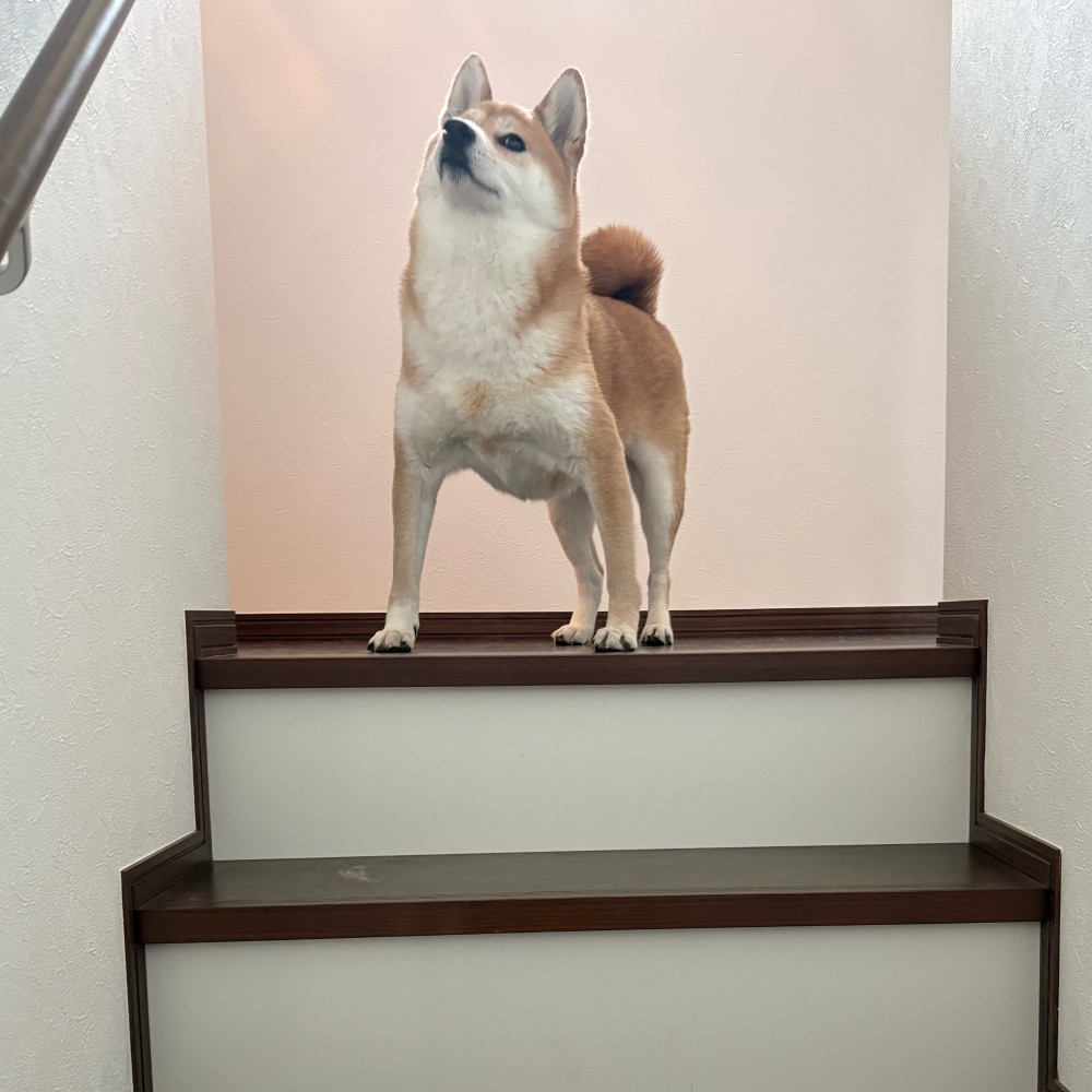 美貌