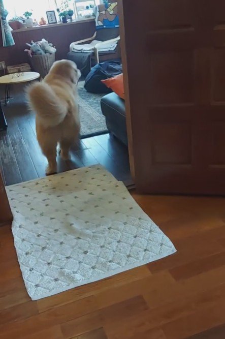 家族のアイドルみたいなテンちゃんでした♡