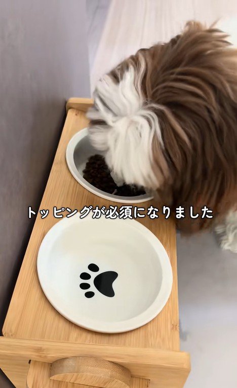 ご飯を食べないパンちゃん5