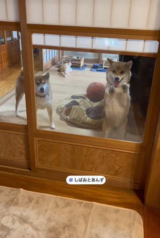 あんずちゃんはドアを叩いて歓迎