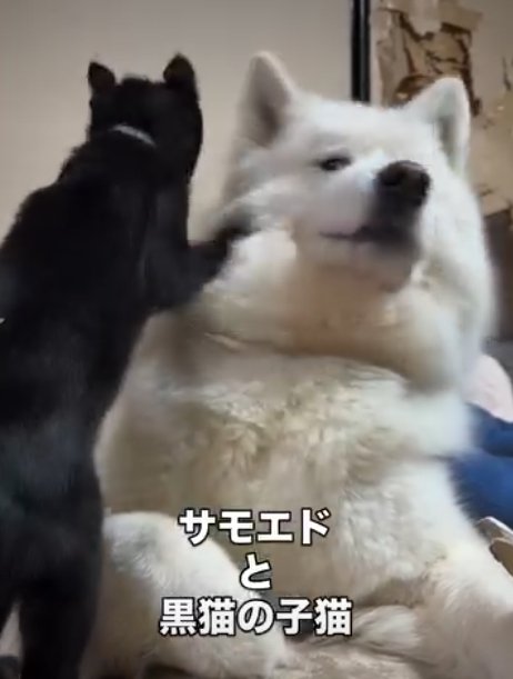 犬にくっつく猫2
