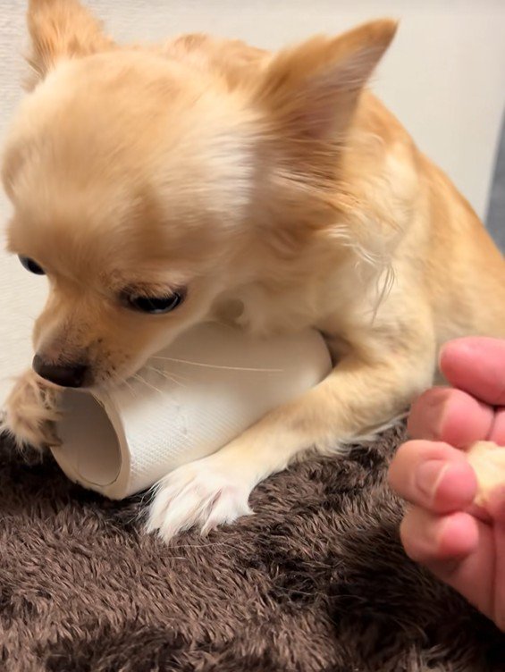 トイレットペーパーを守るジョルノちゃん5