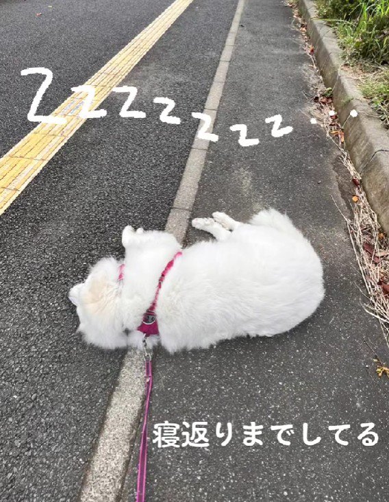 寝返りまでするムーちゃん