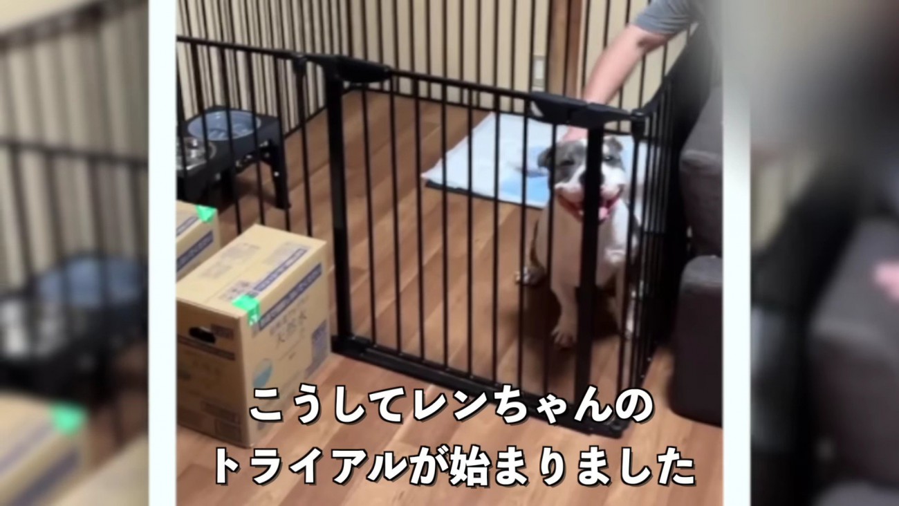 トライアルが始まった