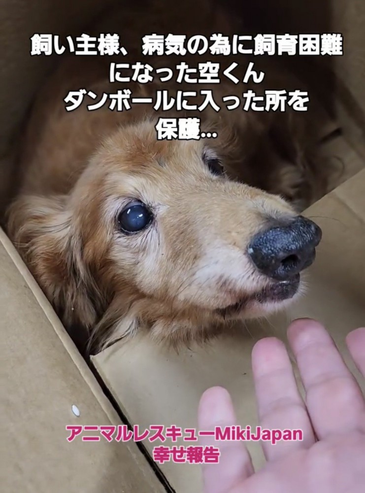 差し出された手を見る犬