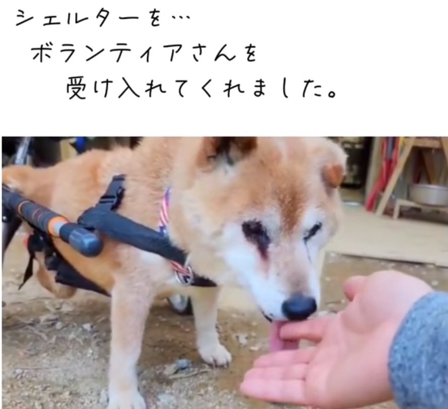 手を舐める老犬