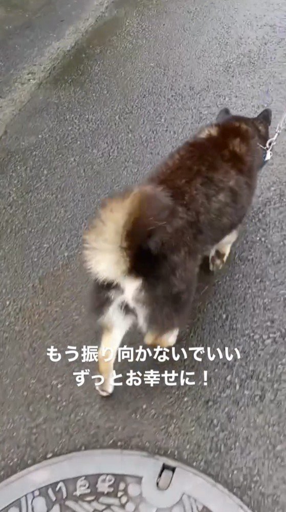 散歩をする黒い犬の後ろ姿