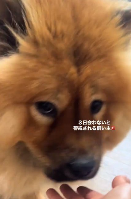 匂いを嗅ぐうーちゃん