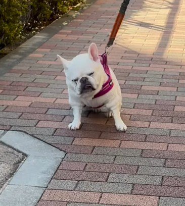 「なんか様子がおかしい…」