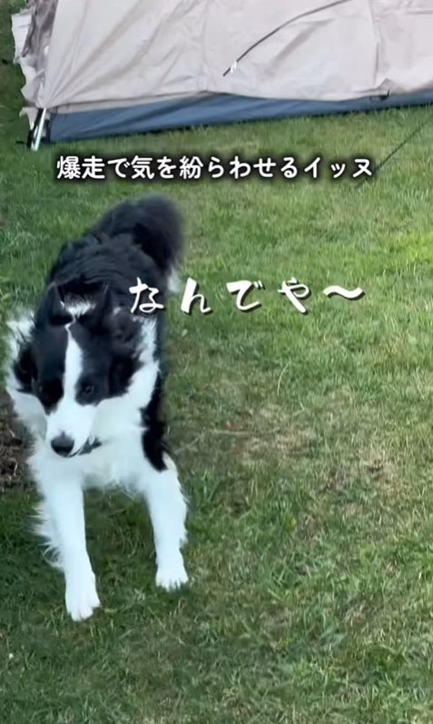 走り回る中型犬
