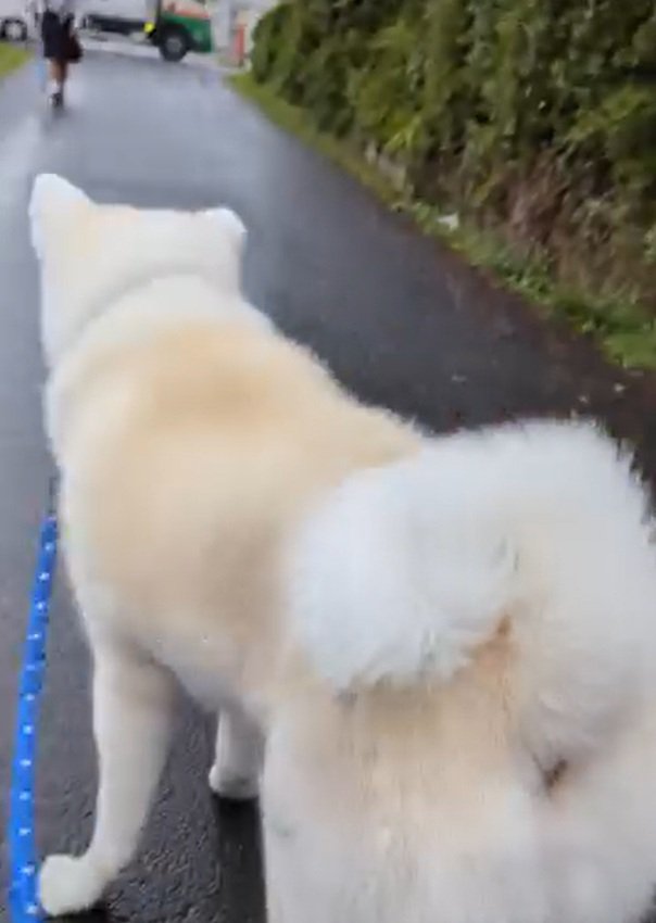 娘さんから目を離さないこうたろう君