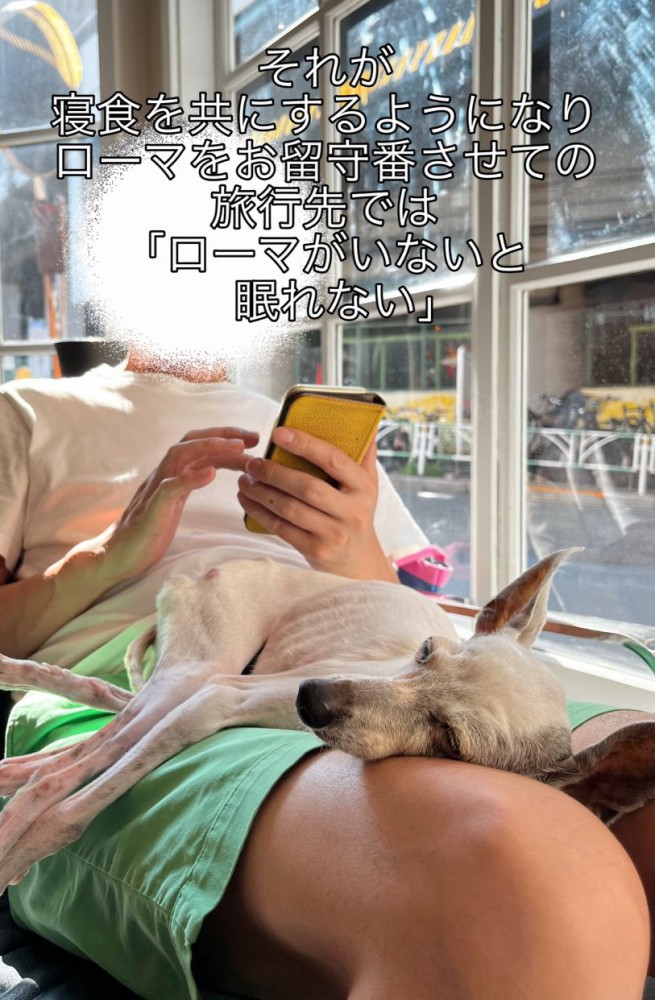 膝の上で眠る犬