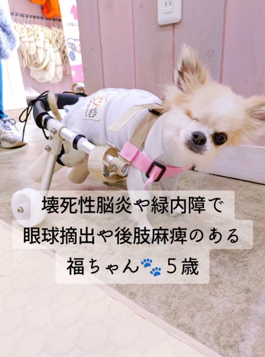車椅子に乗って片目を閉じている犬