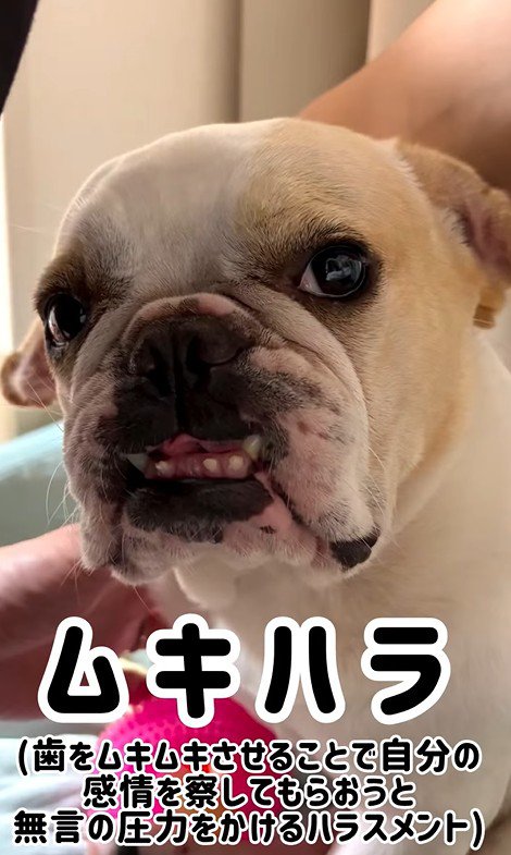 みやびちゃんの怒った顔4