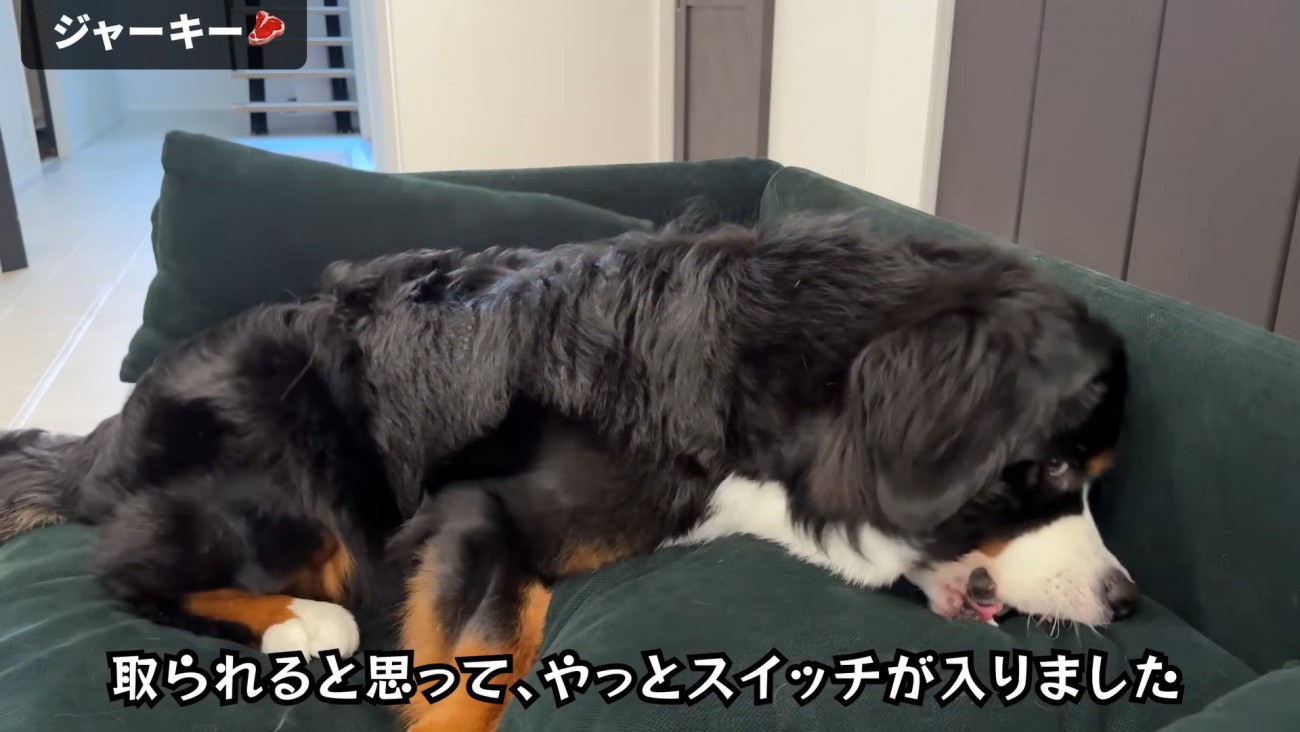 「取られる！」と焦ってパクッ