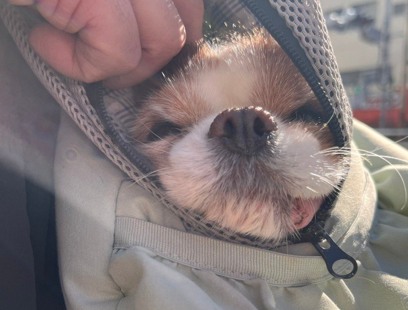 抱っこバッグでおでかけ中