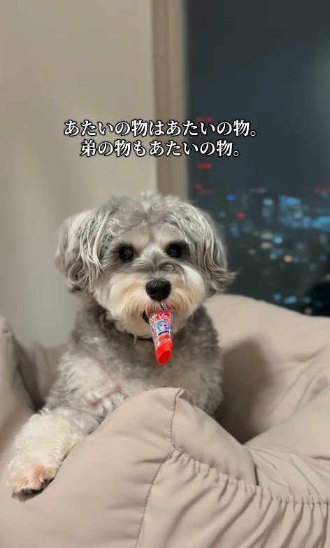 もなかちゃんの成長8