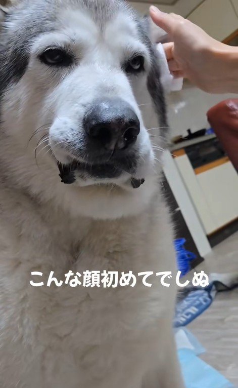 耳掃除中のアランちゃん2