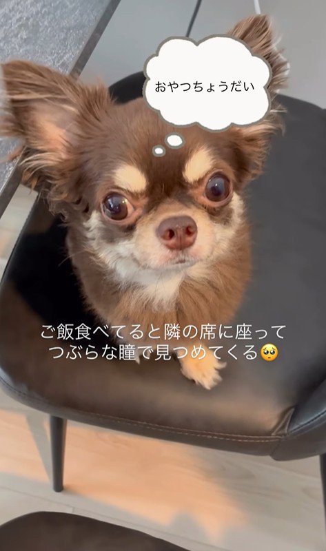 ココちゃんのおねだり