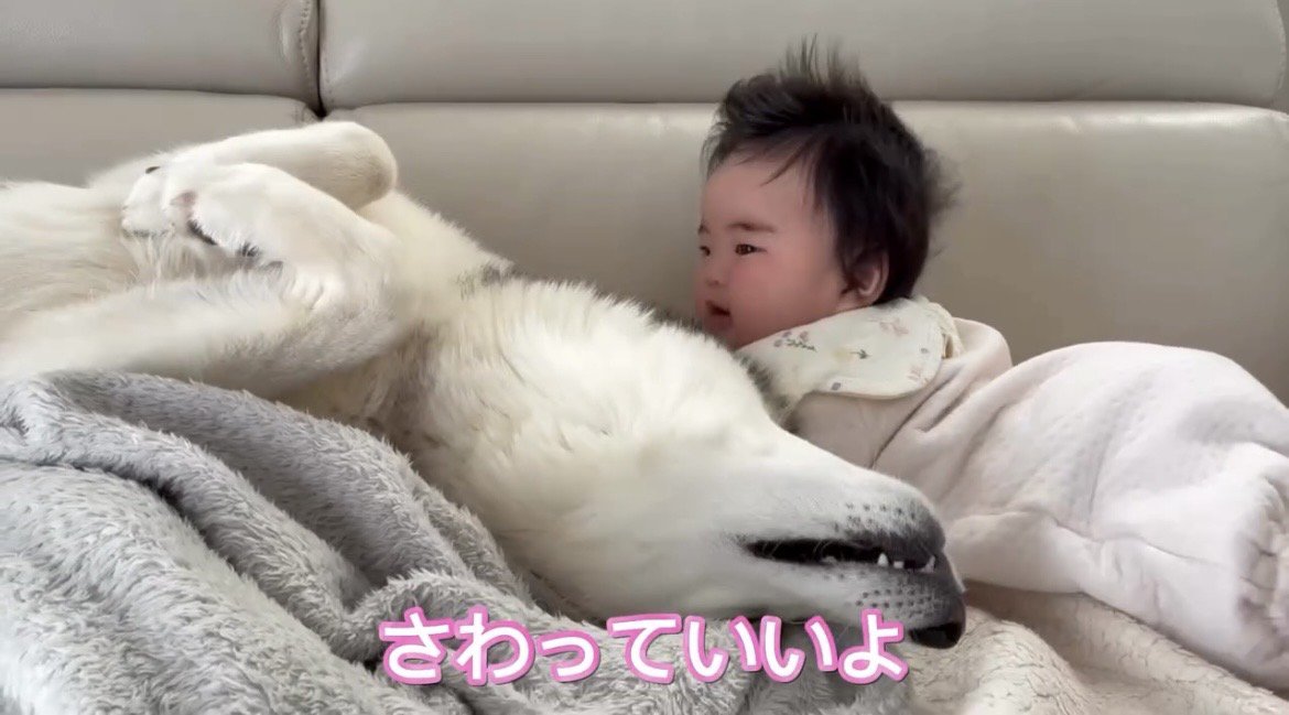 赤ちゃんのそばで寝転ぶ犬