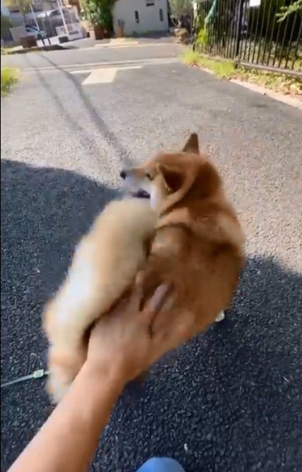 ぽてとくんを撫でるパパ