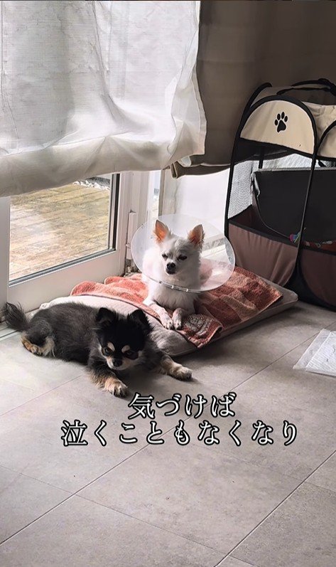 こはく君とここまるちゃんの家族愛7