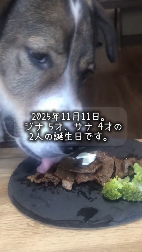 プレートに乗ったごはんを食べる先住犬