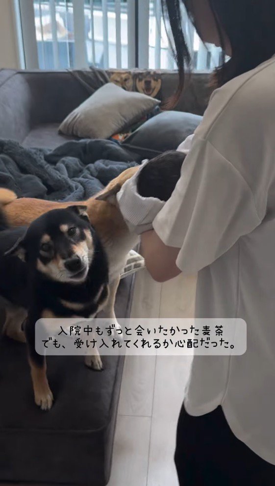 カメラを見つめる黒い犬