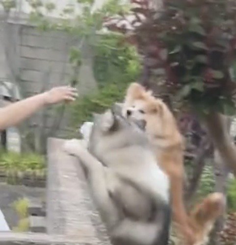 手を見つめる犬たち