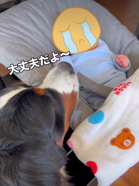 赤ちゃんを見る犬2
